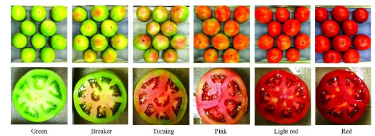 高光譜成像技術的番茄果實成熟度研究01